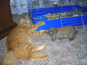кошка Дика и кролик Тима